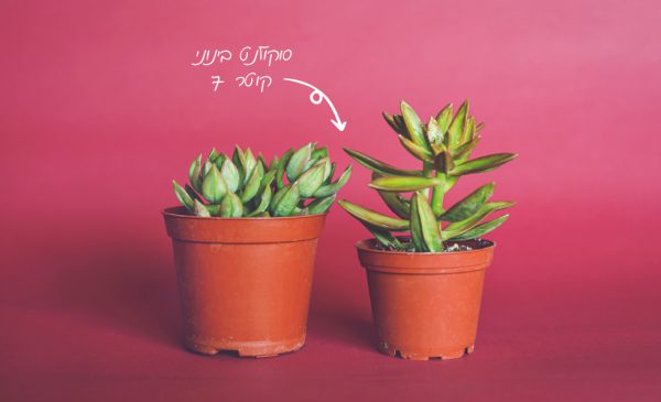 ⁦סוקולנטים טבעיים⁩ – תמונה ⁦5⁩