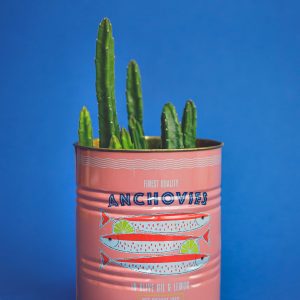 סוקולנט בפח