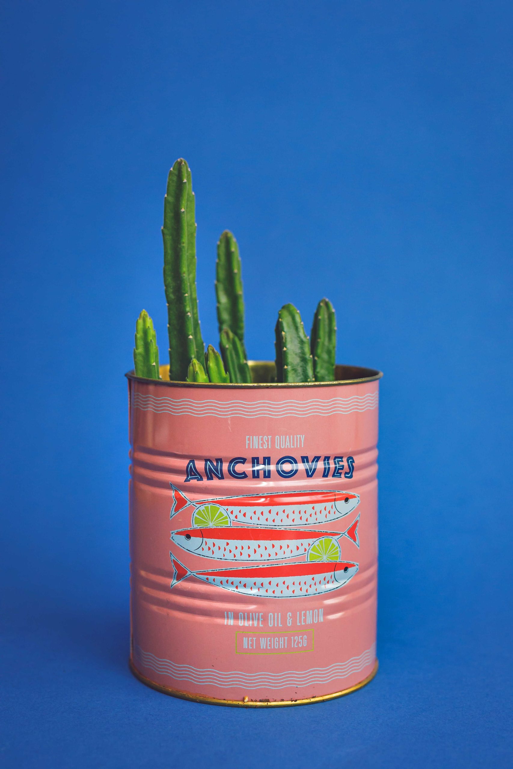 סוקולנט בפח