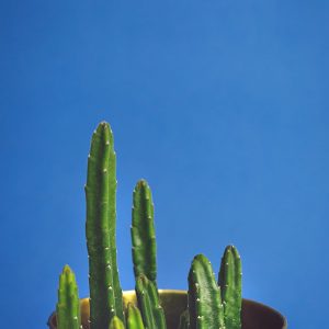 סוקולנט בפח צבעוני