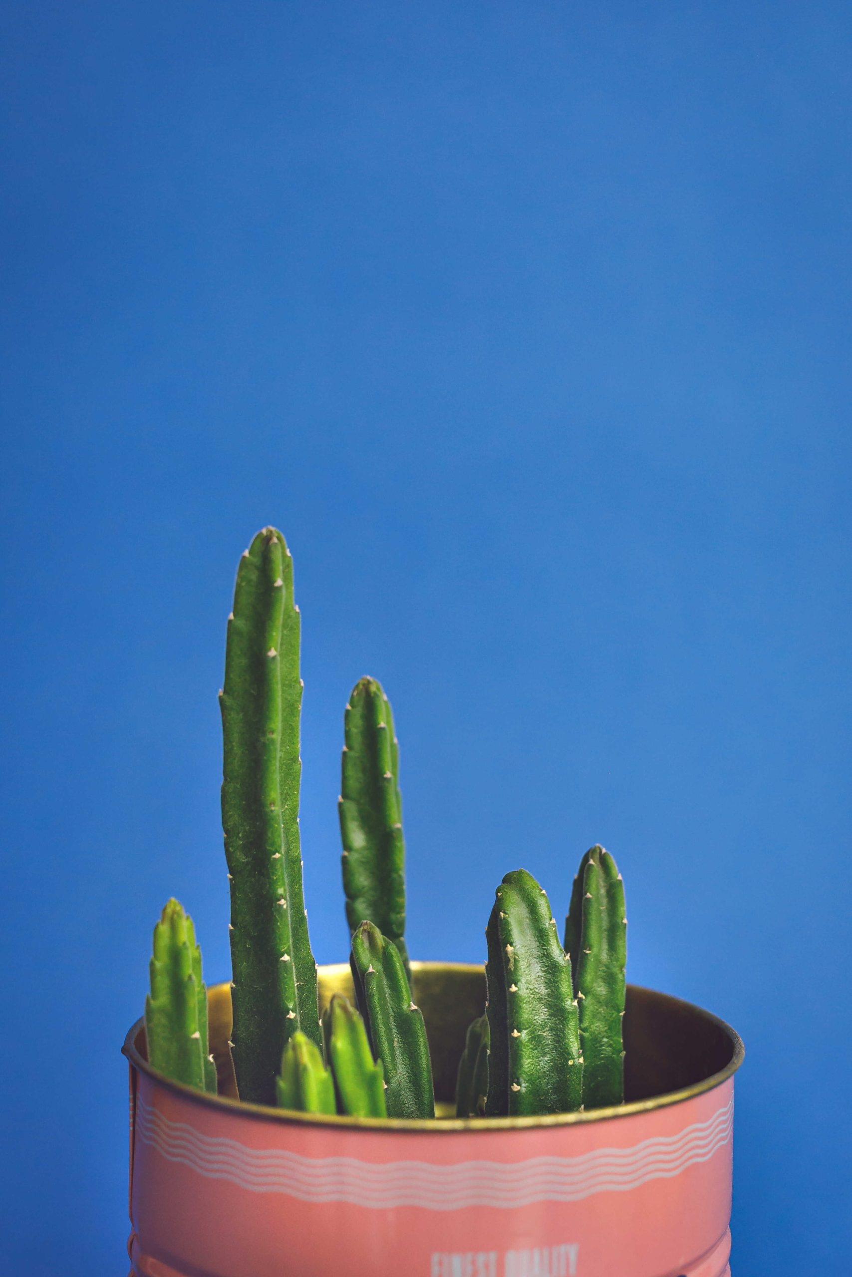 סוקולנט בפח צבעוני